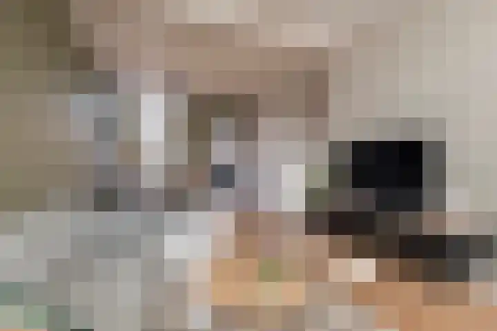 Singel 39 Wijk bij Duurstede thumbnail 11