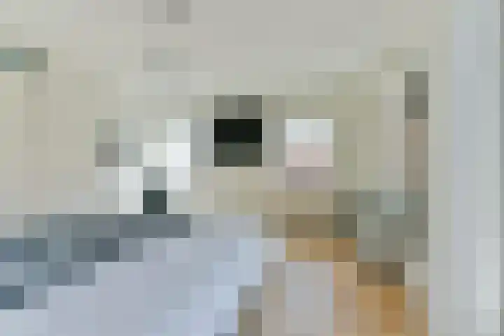 Singel 50 Odijk thumbnail 28