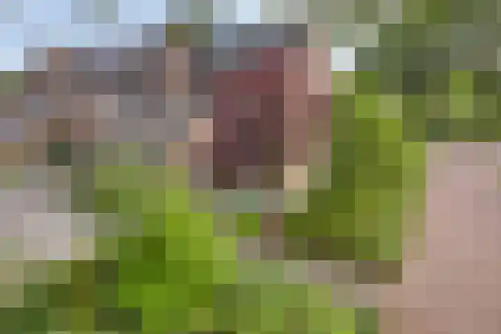 Singelberg 62 Hardenberg thumbnail 4