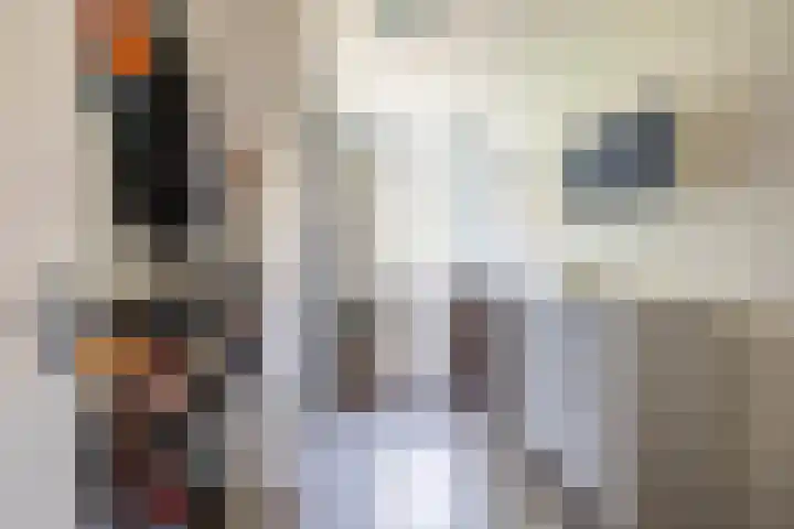 Singelhorn 1 Grijpskerk thumbnail 32