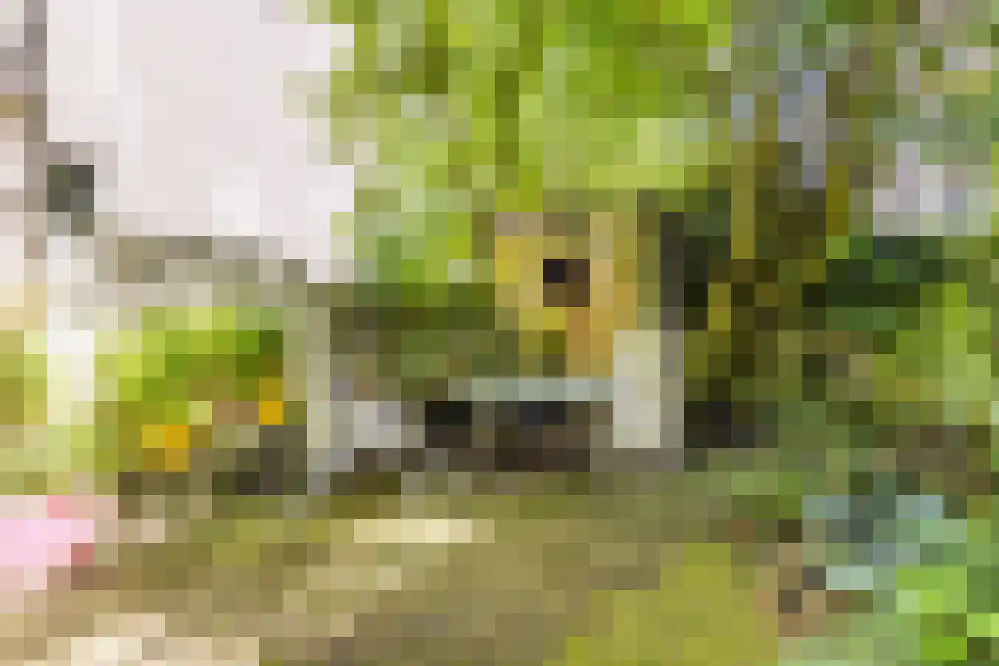 Singelstraat 11 A Arnhem thumbnail 42