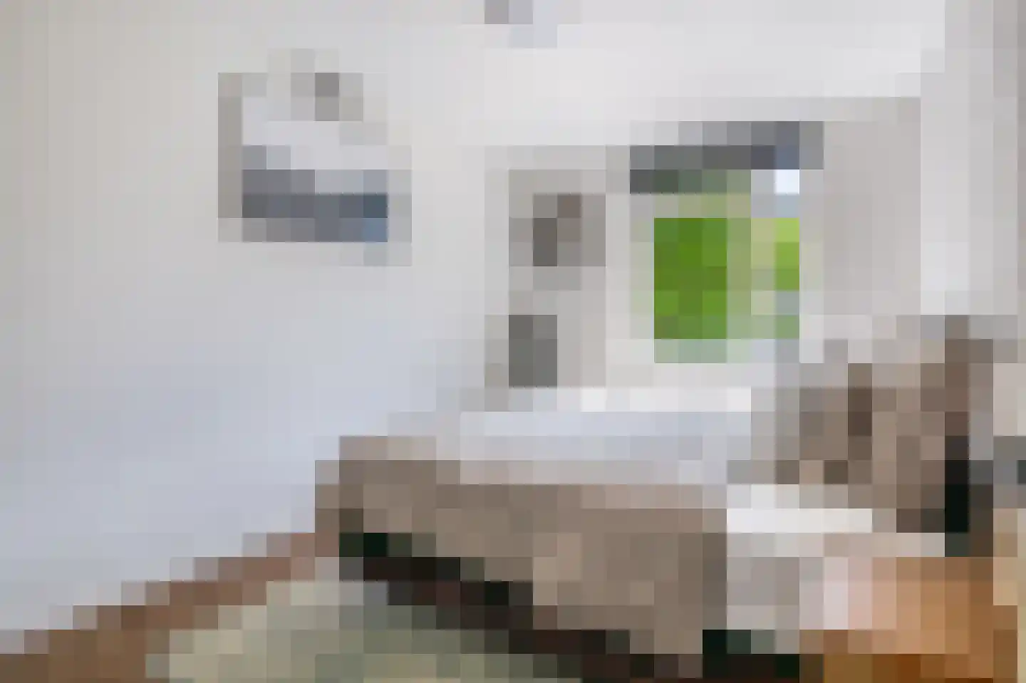 Singelstraat 18 Rotterdam thumbnail 24