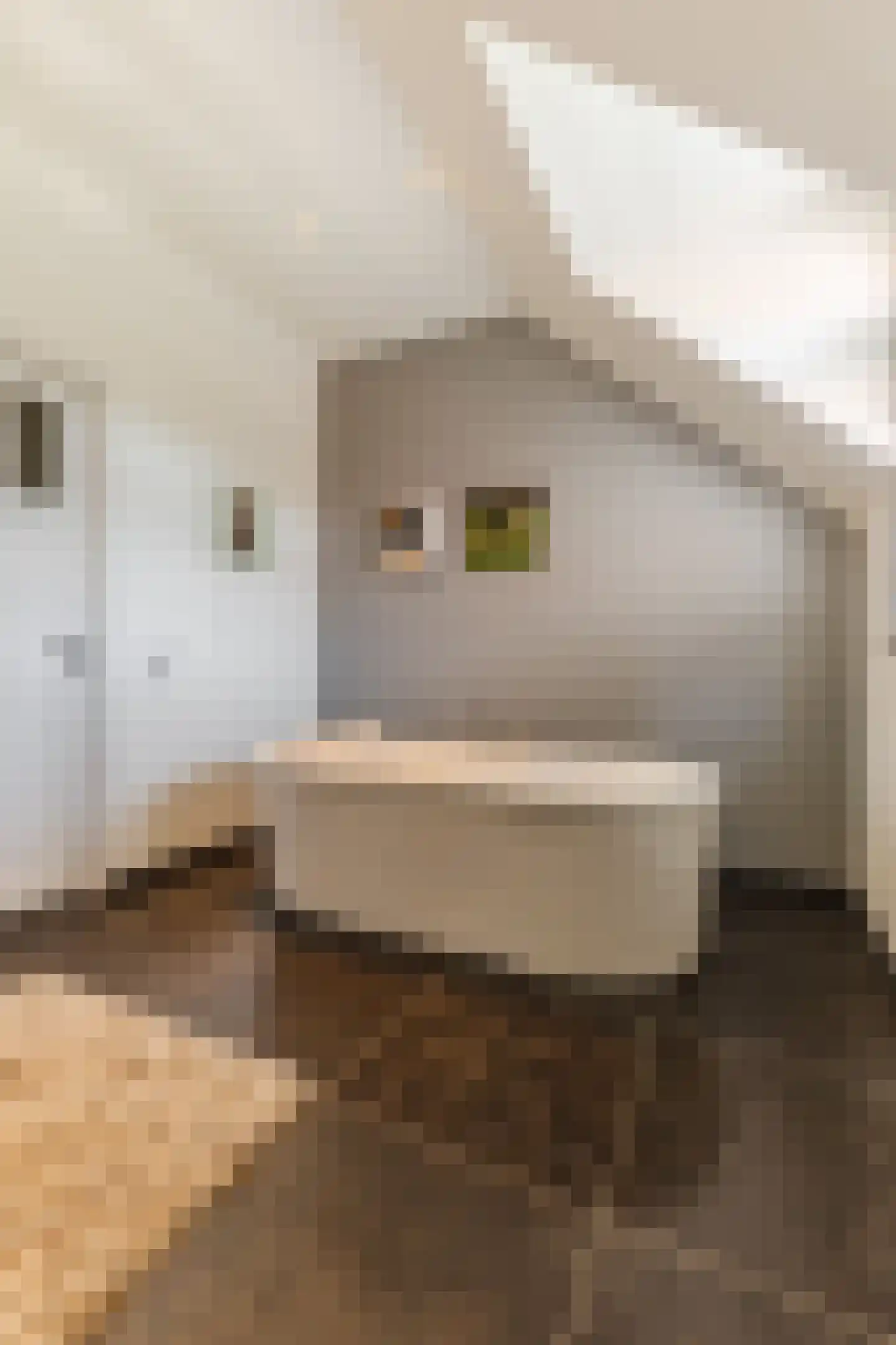 Singelstraat West 1 Stevensweert thumbnail 49