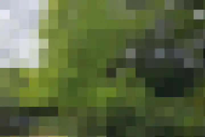 Singelweg 19 Loppersum thumbnail 10