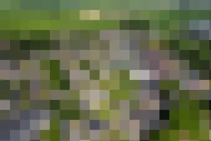 Singelweg 2 Grijpskerk thumbnail 39