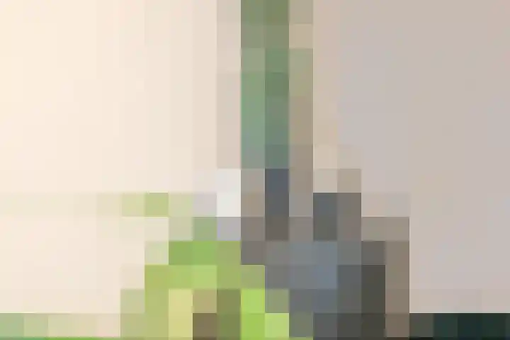 Singelweide 147 Heemskerk thumbnail 48