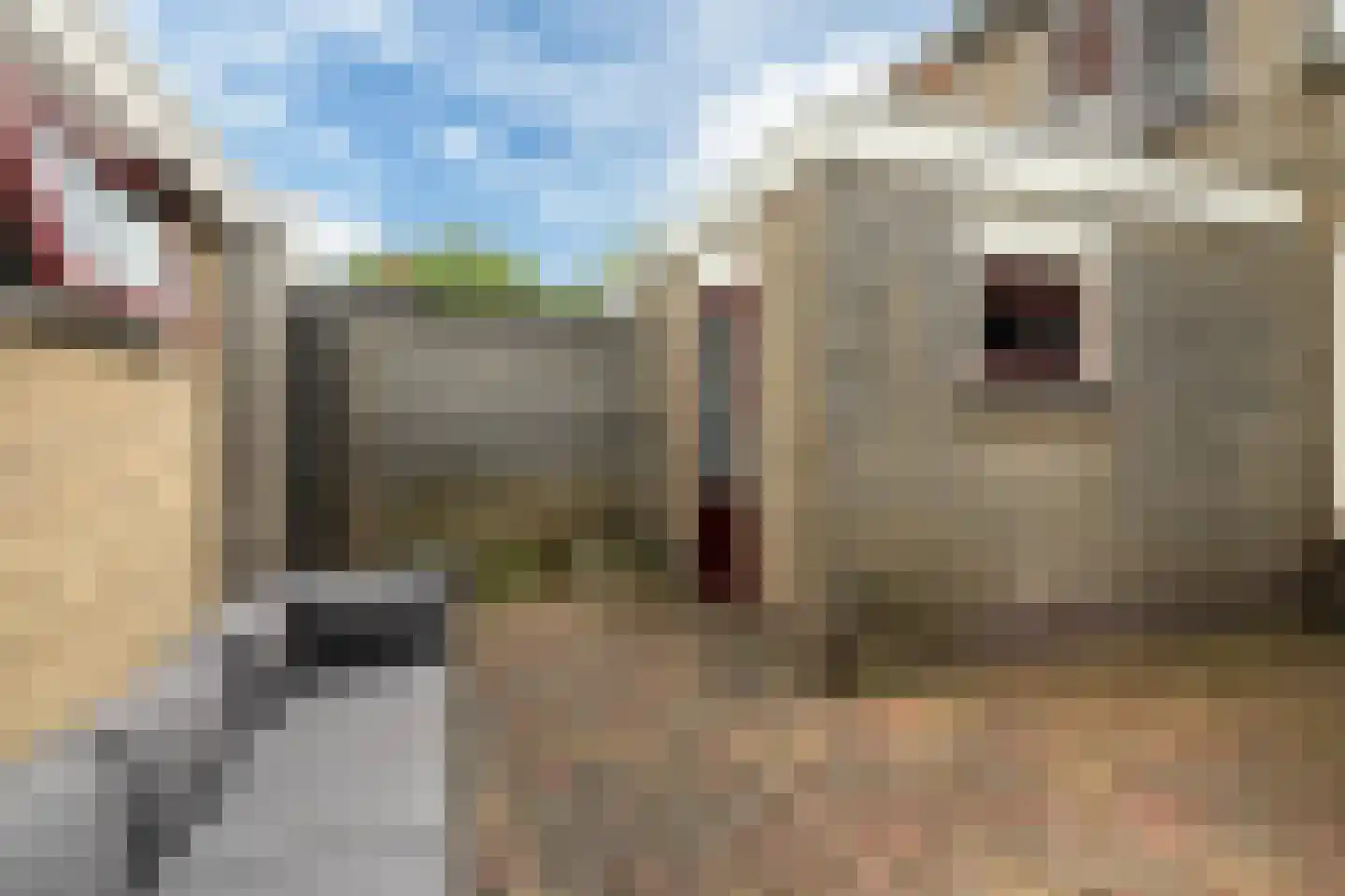 Sinia 6 Grou thumbnail 29