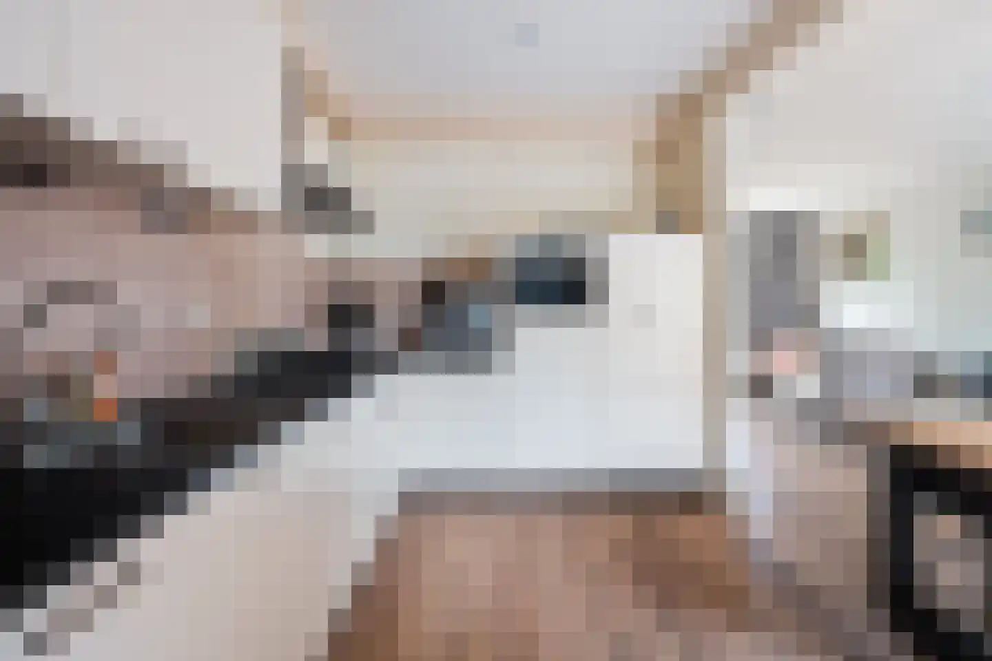Sinia 6 Grou thumbnail 9