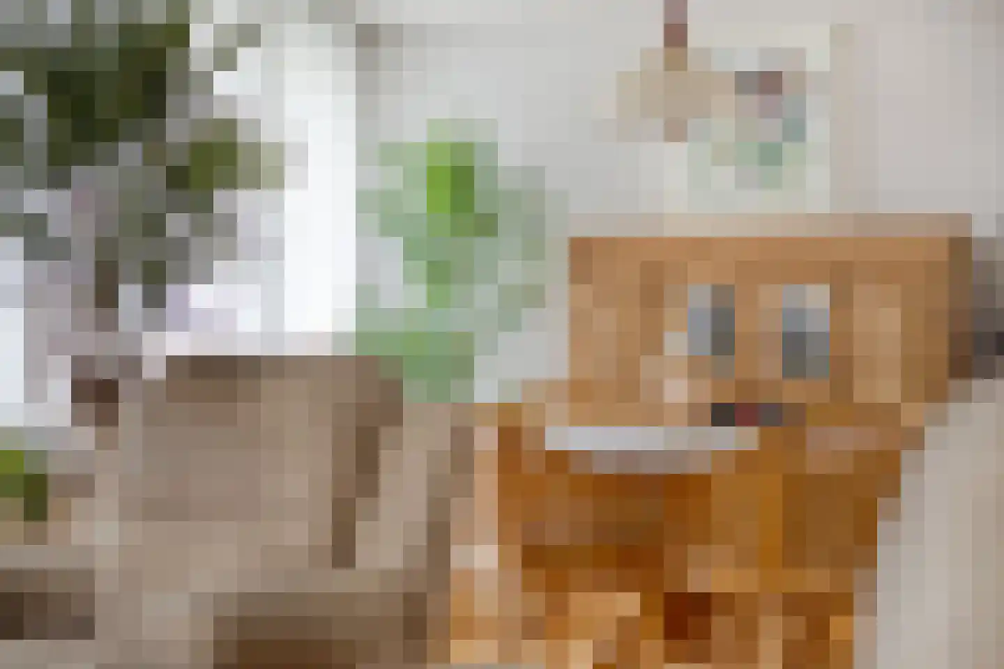 Sint Antoniusstraat 4 Baexem thumbnail 16