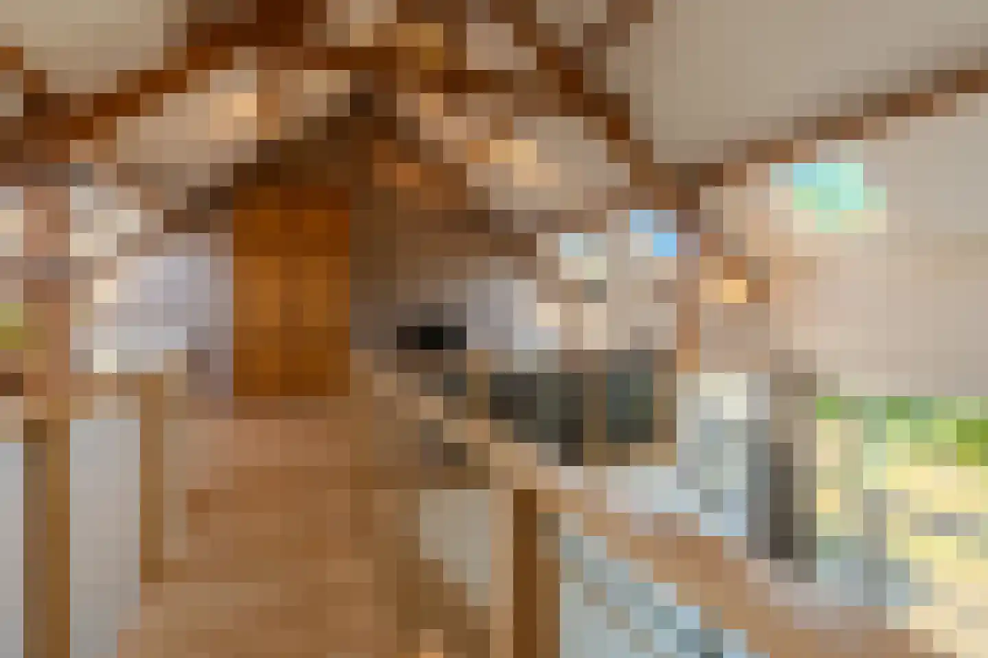 Sint Brigidawal 1 Nieuwstadt thumbnail 19