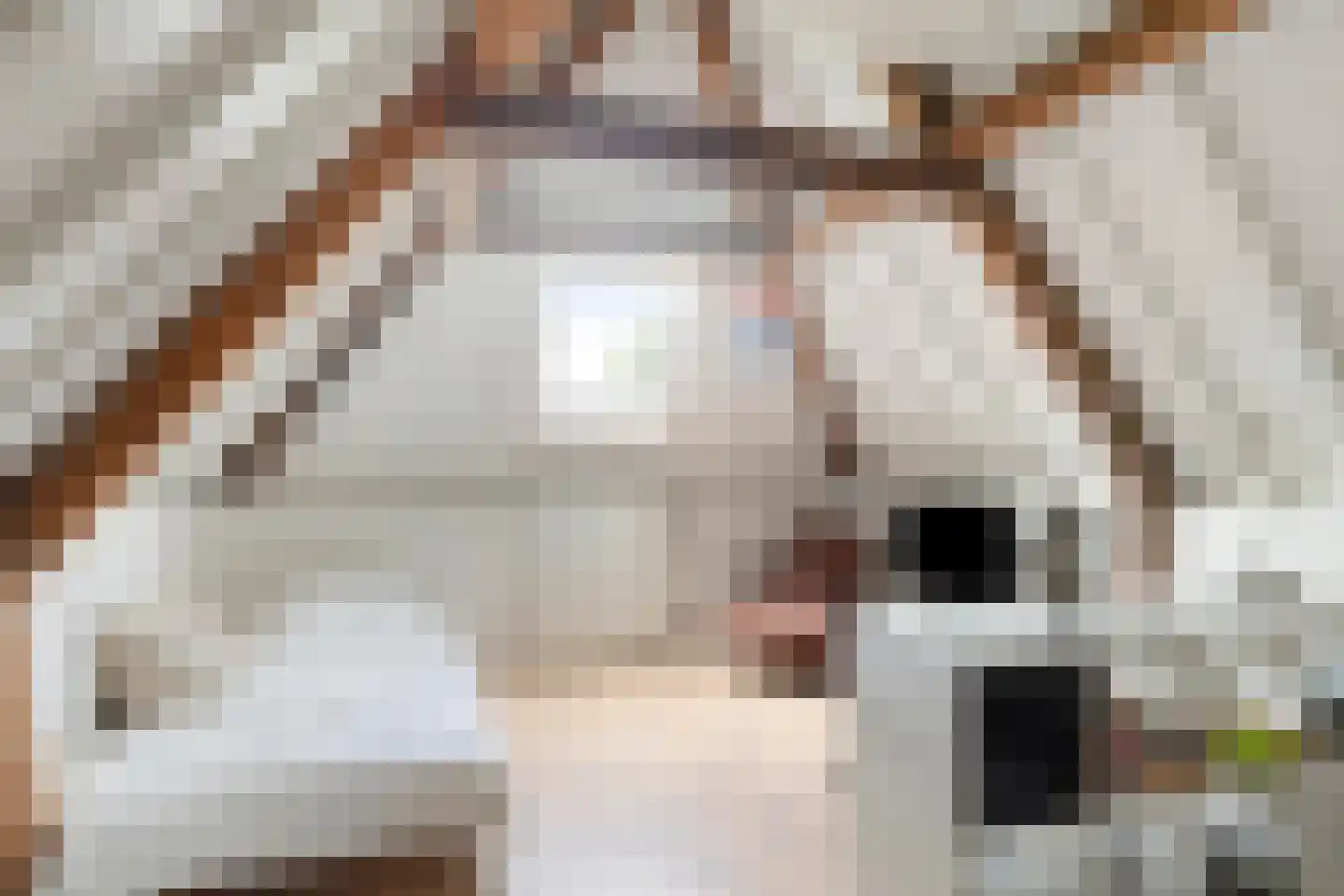 Sint Domusstraat 44 Zierikzee thumbnail 36