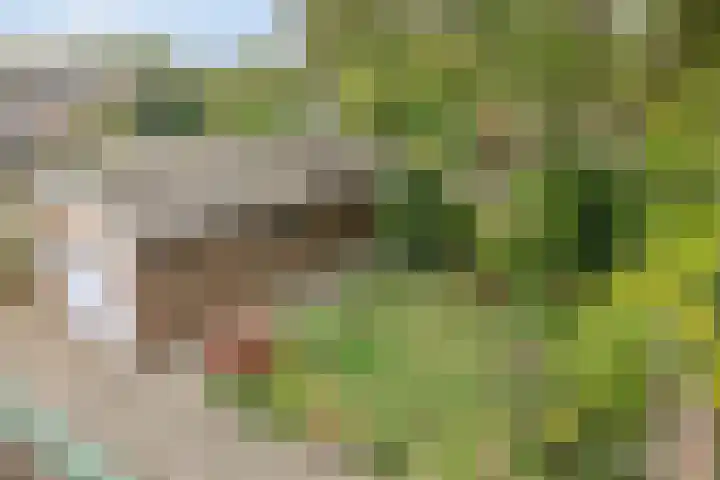 Sint Genovevastraat 44 Son en Breugel thumbnail 39