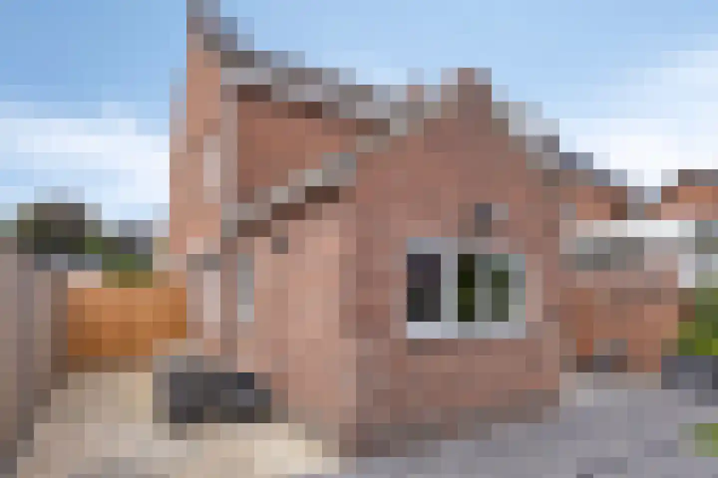 Sint Gertrudisstraat 19 Maasbracht thumbnail 37