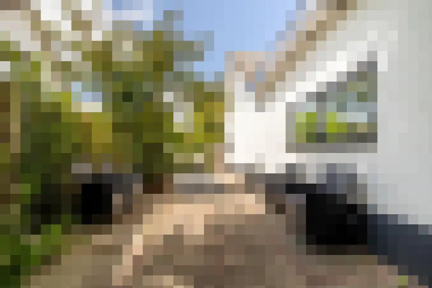 Sint Jacobsstraat 9 Galder thumbnail 42