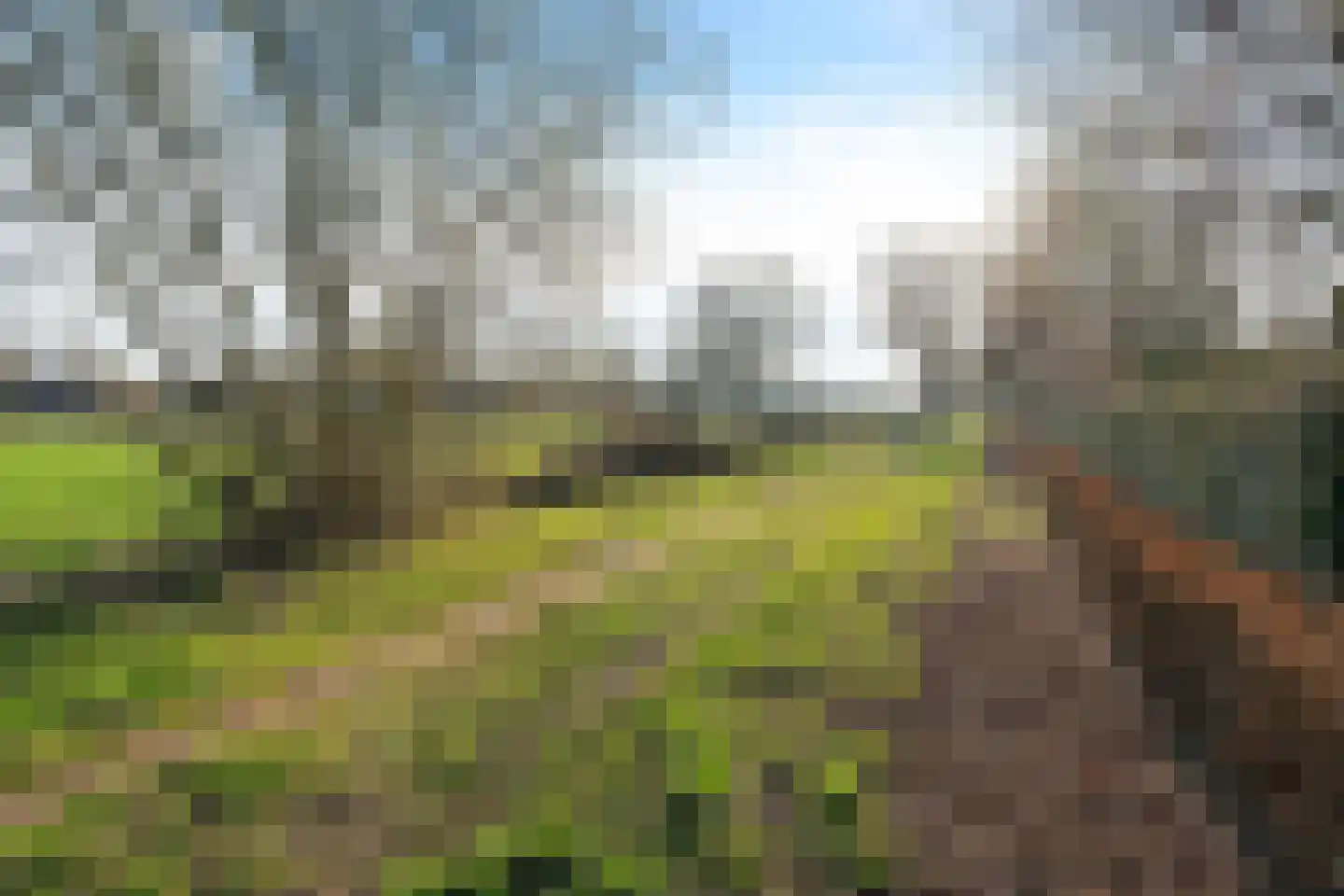 Sint-Janskruid 15 Berghem thumbnail 55