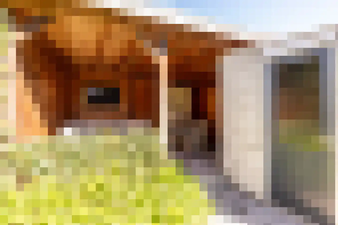 Sint Janskruid 5 Helvoirt thumbnail 27