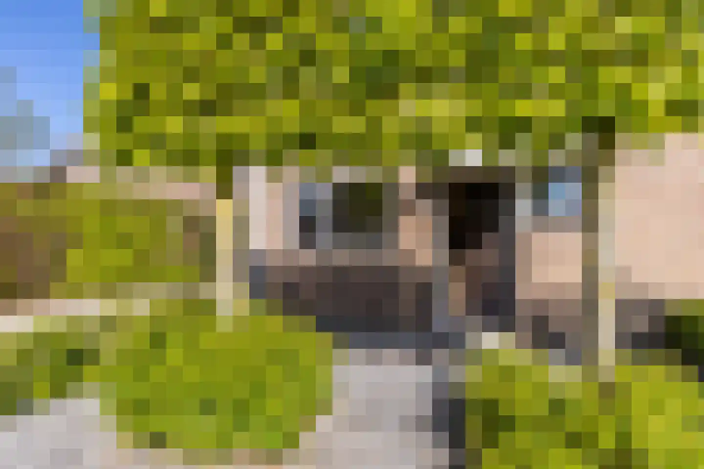 Sint Janskruid 5 Helvoirt thumbnail 38