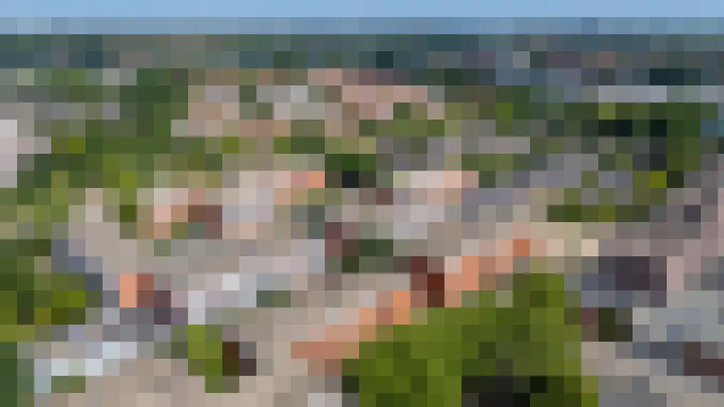Sint Janskruid 50 Diemen thumbnail 42