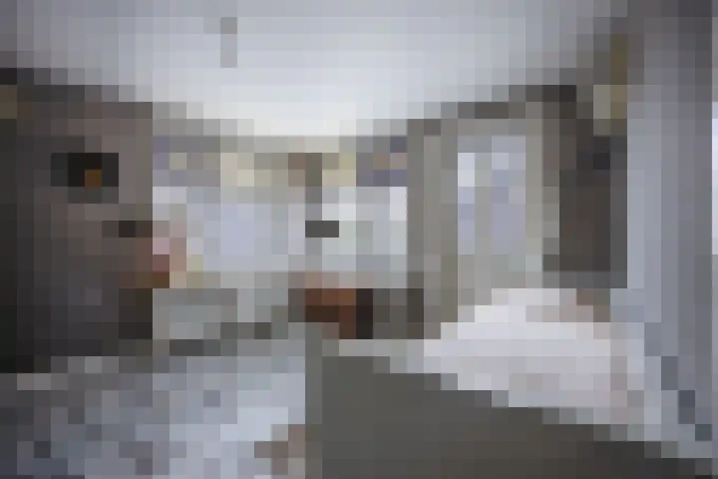 Sint Janstraat 125 Sprundel thumbnail 37