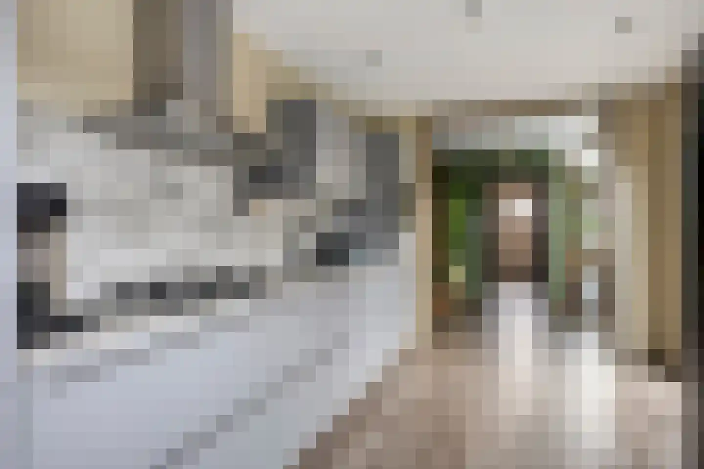 Sint Janstraat 22 Sas van Gent thumbnail 14