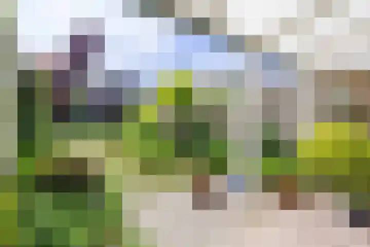 Sint Jorisstraat 1 Maashees thumbnail 26