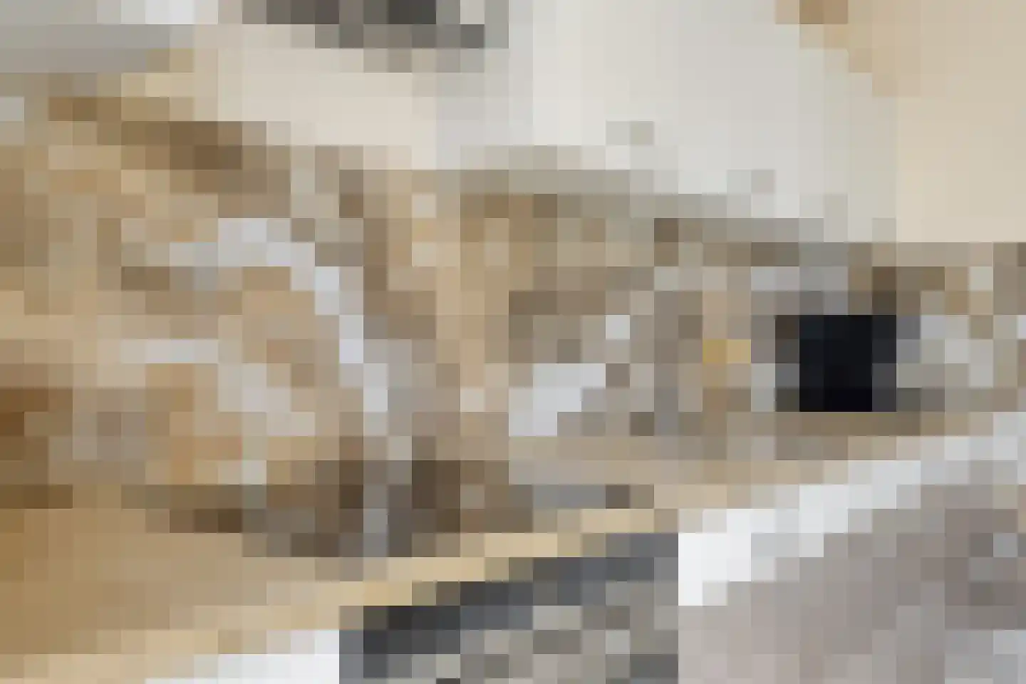 Sint Jorisstraat 13 Maashees thumbnail 9