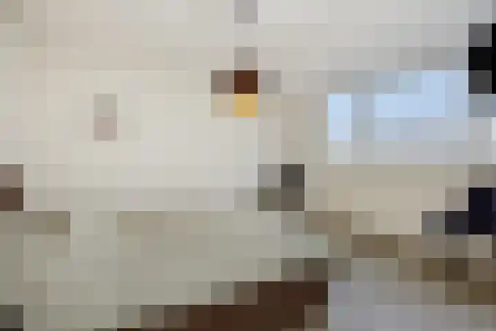 Sint Lambertusstraat 6 Liessel thumbnail 18