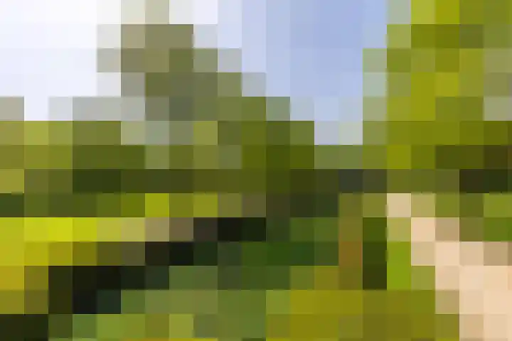 Sint Liduinastraat 102 A Schiedam thumbnail 48