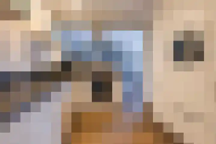 Sint Martensdyk 34 Scharnegoutum thumbnail 18