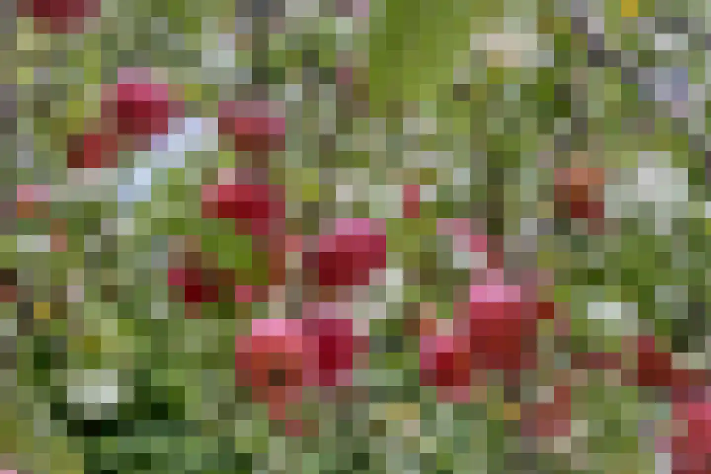 Sint Martinushof 2 Gendt thumbnail 56
