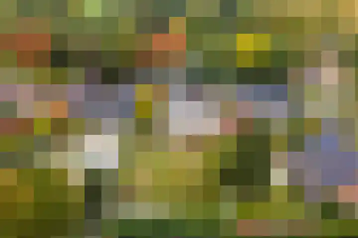 Sint Martinusstraat 3 Linne thumbnail 43