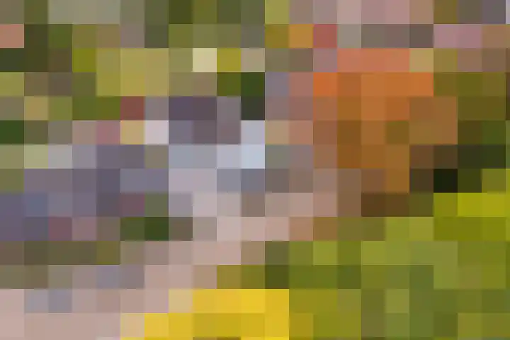 Sint Martinusstraat 3 Linne thumbnail 47