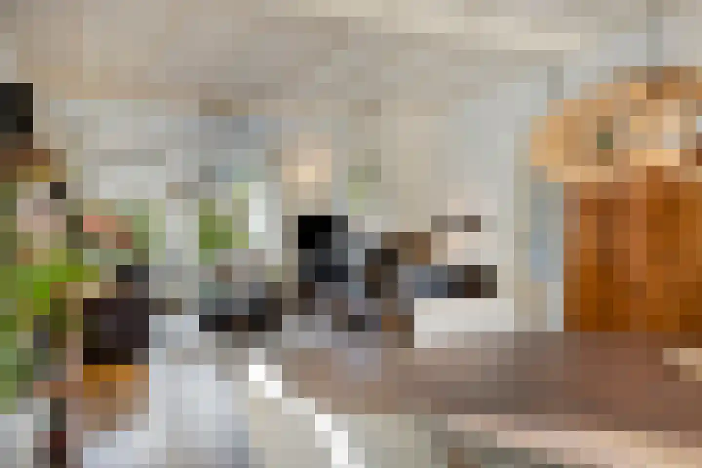 Sint Nicasiusstraat 3 Heeze thumbnail 10