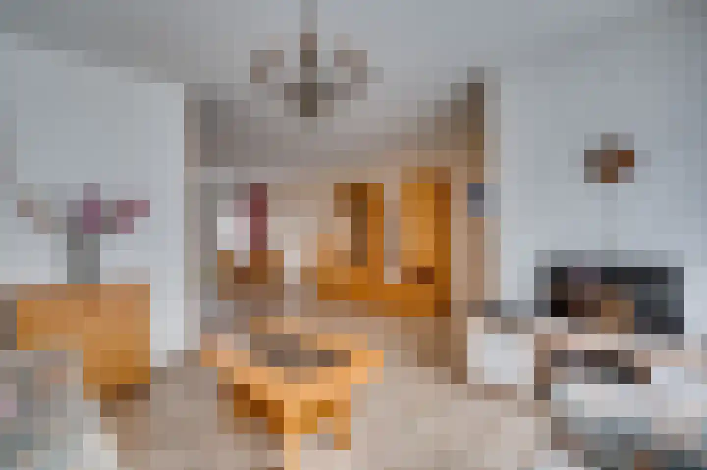 Sint Norbertusstraat 4 Venlo thumbnail 8