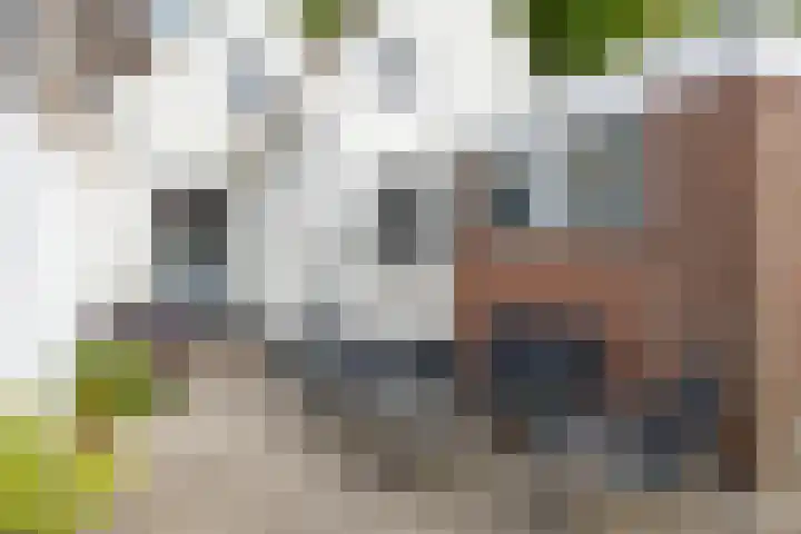 Sint Sebastiaan Doelstraat 12 Sommelsdijk thumbnail 22