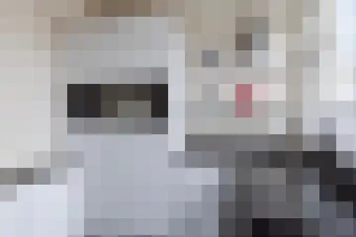 Sint Victor 10 Bergeijk thumbnail 10