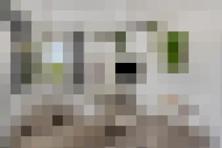 Sint Willibrordusplantsoen 1 Deurne thumbnail 31