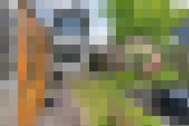 Sinteblom 4 Schiermonnikoog thumbnail 32
