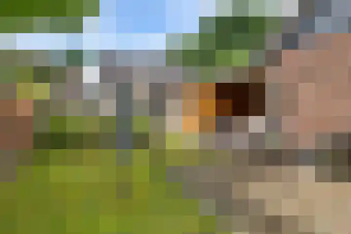 Sinteblom 4 Schiermonnikoog thumbnail 4