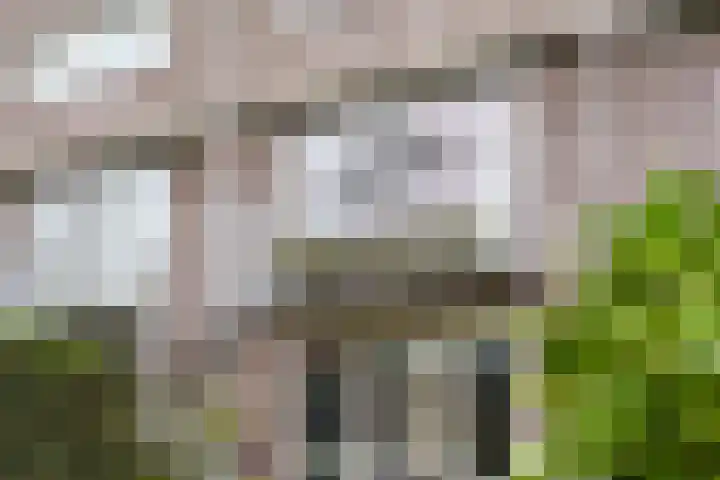 Sirtemawei 1 Ingelum thumbnail 21