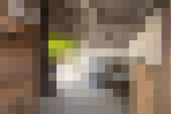 Sixmastins 2 Stiens thumbnail 16