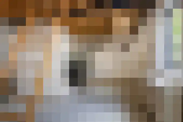 Sixmastins 2 Stiens thumbnail 17