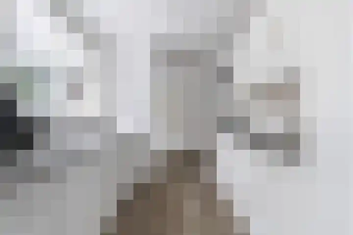 Sixmastins 2 Stiens thumbnail 36