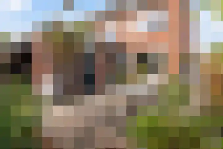 Sixmastins 32 Stiens thumbnail 30