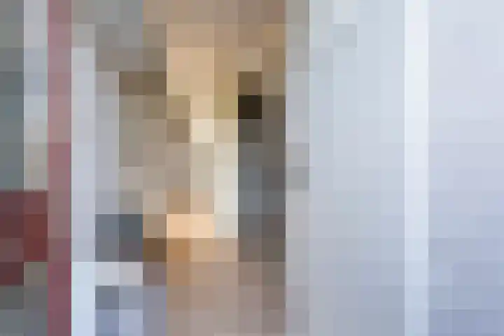 Sixmastins 32 Stiens thumbnail 5