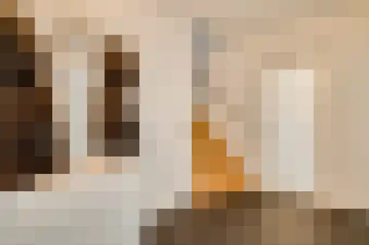 Sjeng Vaasstraat 9 Nederweert thumbnail 14
