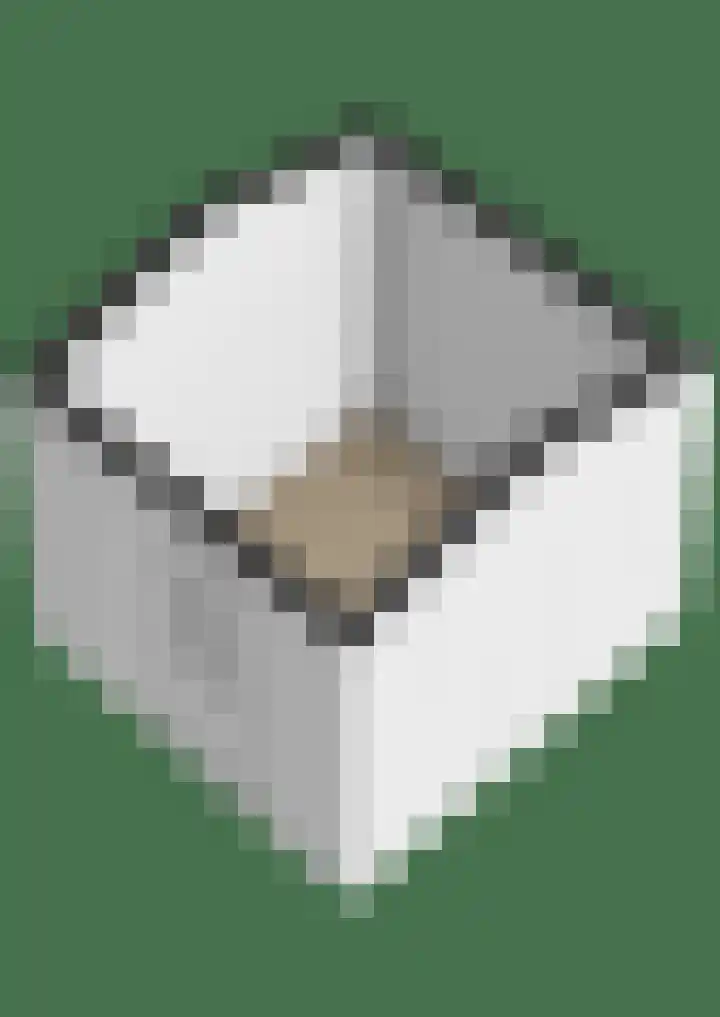Sjollemastrjitte 5 Damwâld thumbnail 51