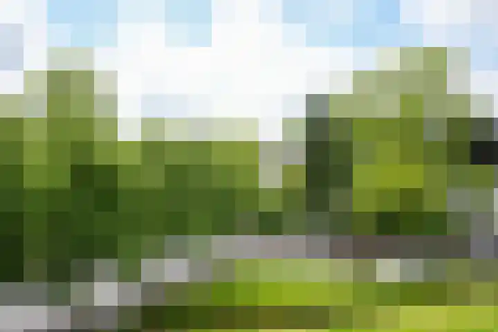Sjwats Jris 33 Vaals thumbnail 15