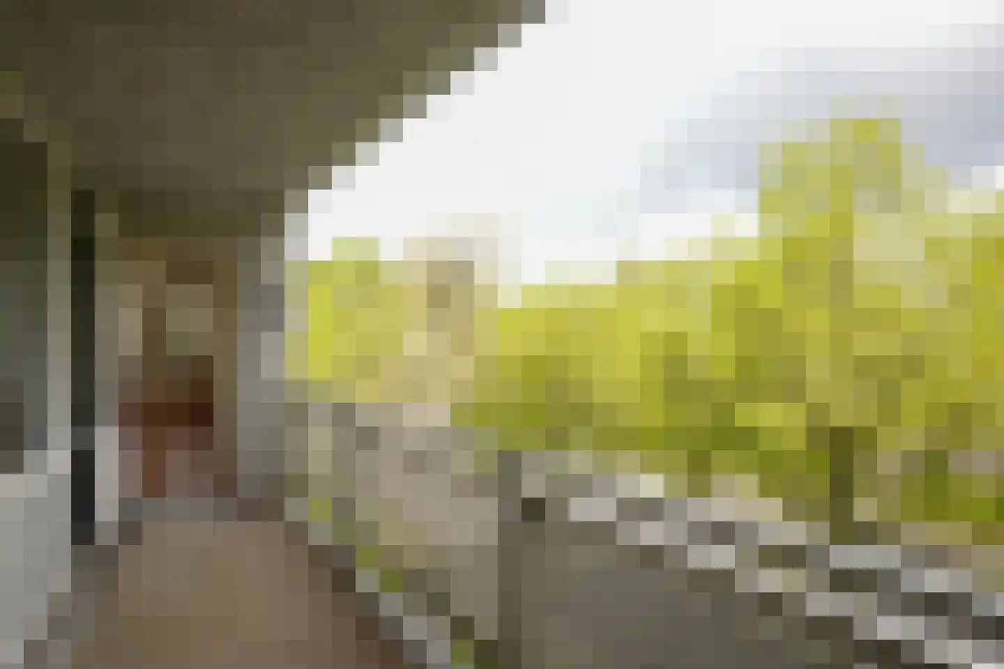 Sjwats Jris 42 Vaals thumbnail 12