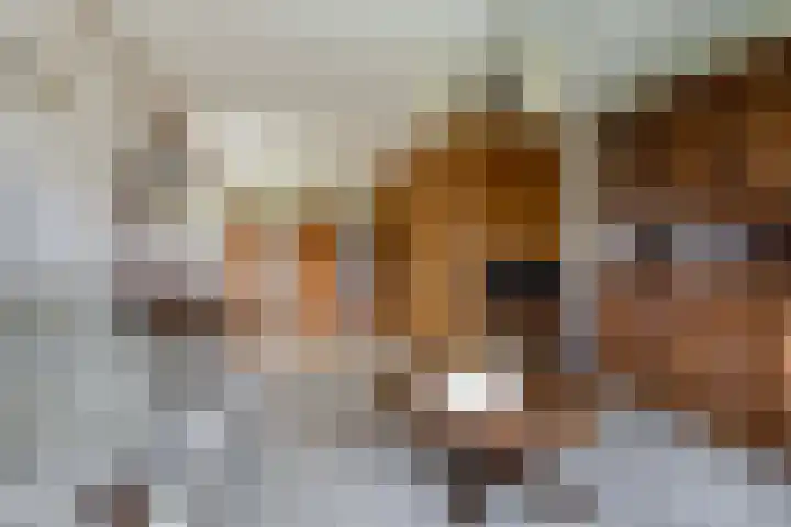 Skeane Heawei 2 Oudega thumbnail 9
